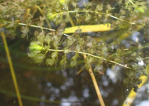 Image of Common Aldrovanda