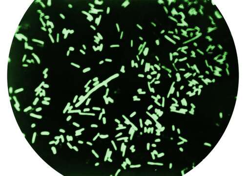 Image of Shigella dysenteriae