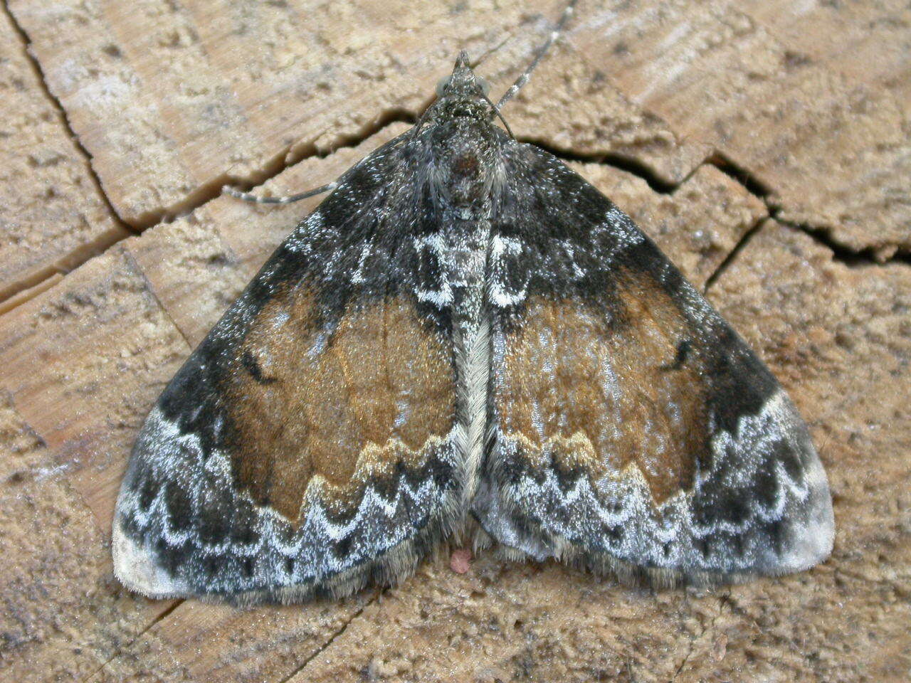 Image of common marbled carpet