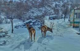 Image of Caspian red deer