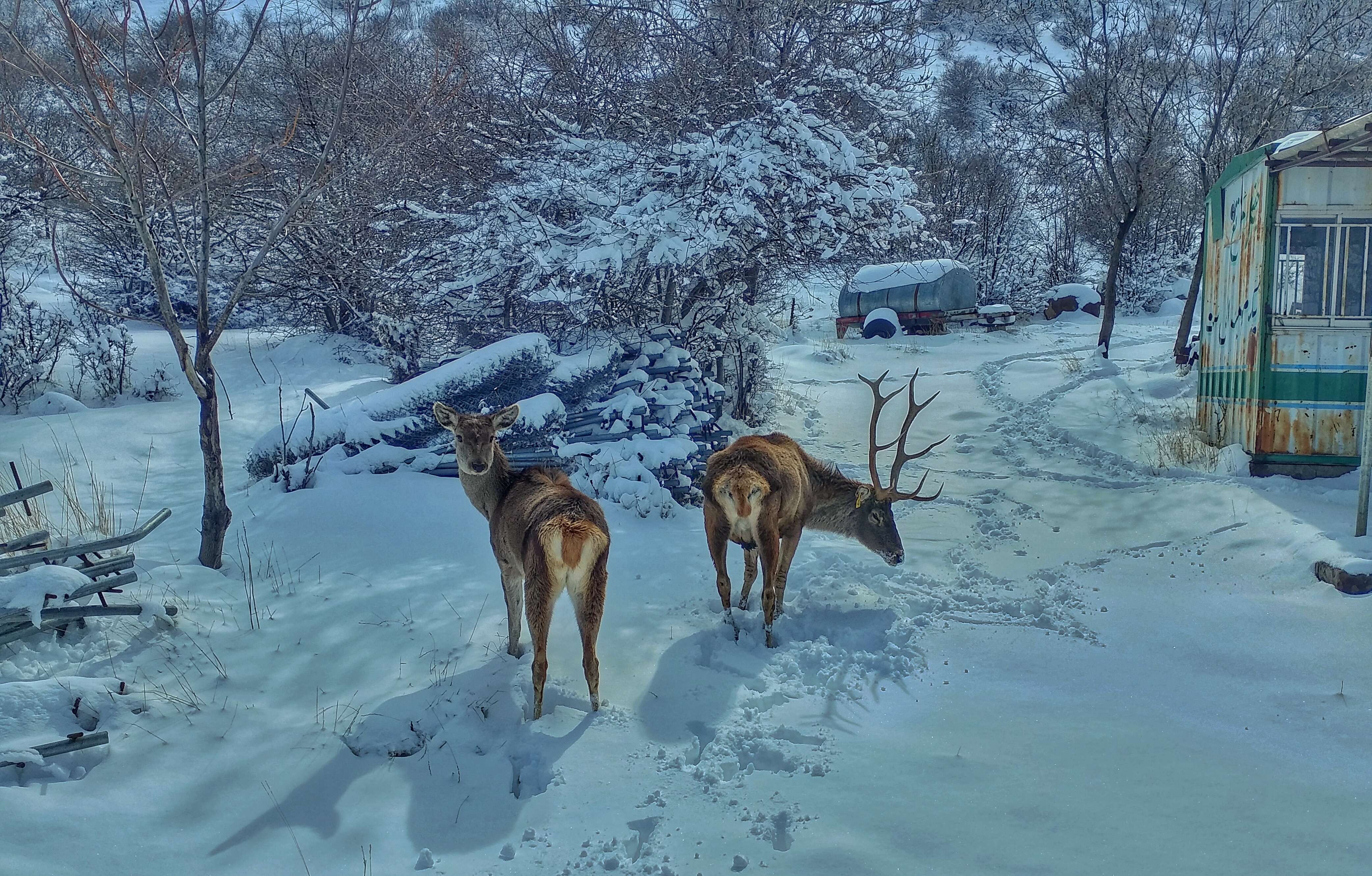 Image of Caspian red deer