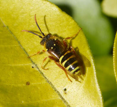 Image of Nomada goodeniana (Kirby 1802)