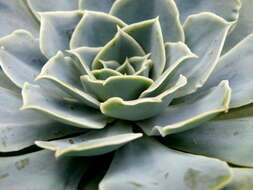 Image of hens and chicks