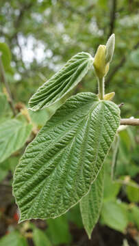 Imagem de Hamamelis mollis Oliv.