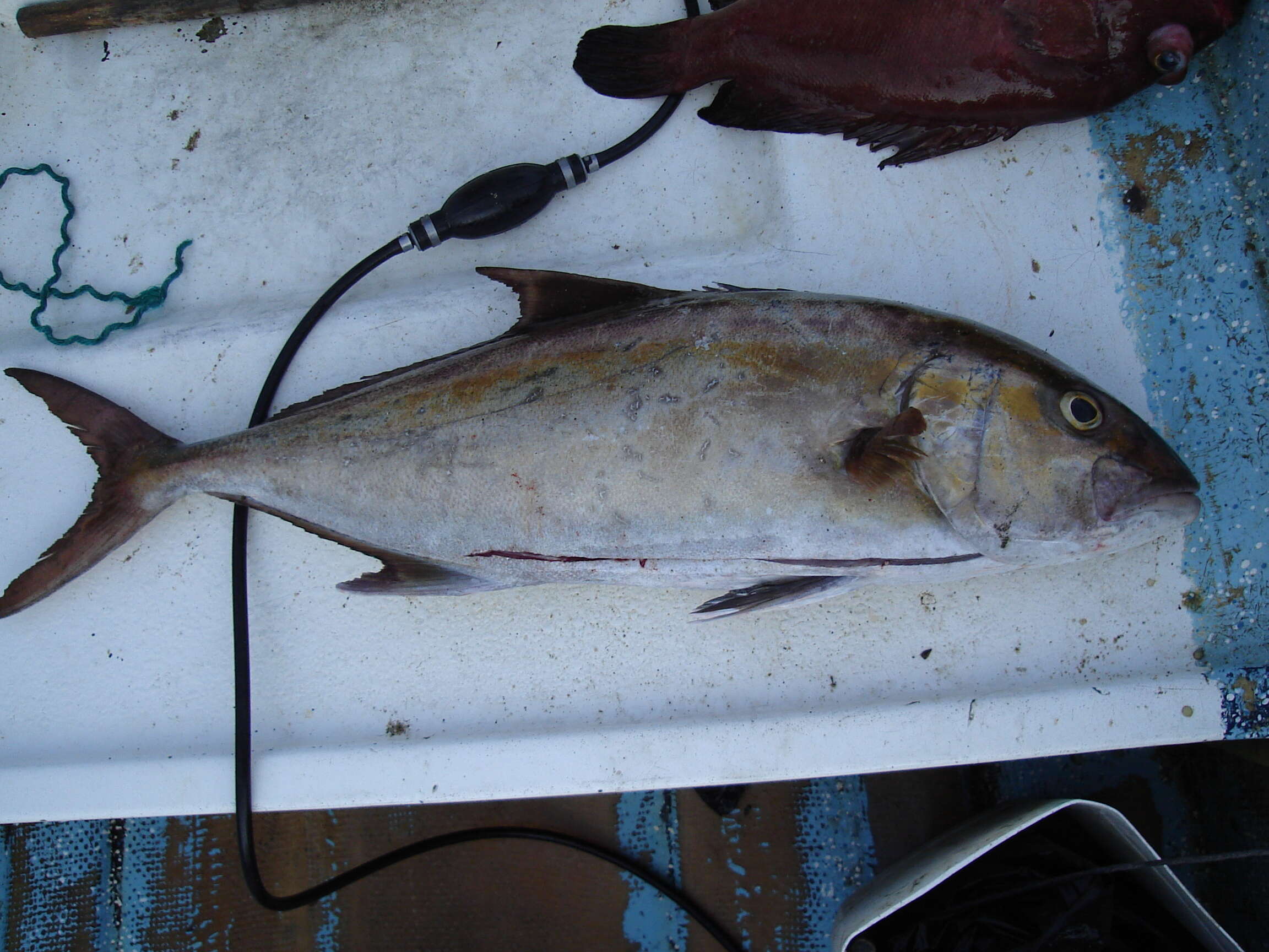 Image of Darkfin amberjack