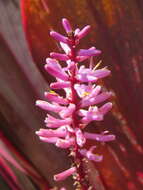 Imagem de Cordyline fruticosa (L.) A. Chev.