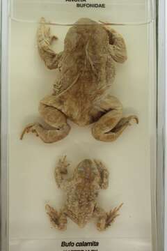 Image of Natterjack toad