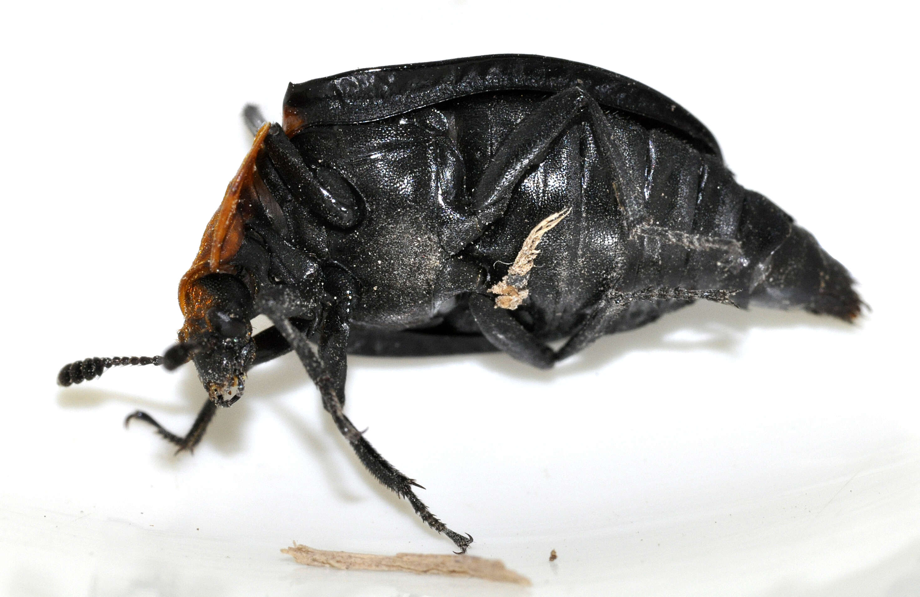 Image of Red-breasted Carrion Beetle