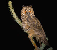 Image of Long-eared Owl