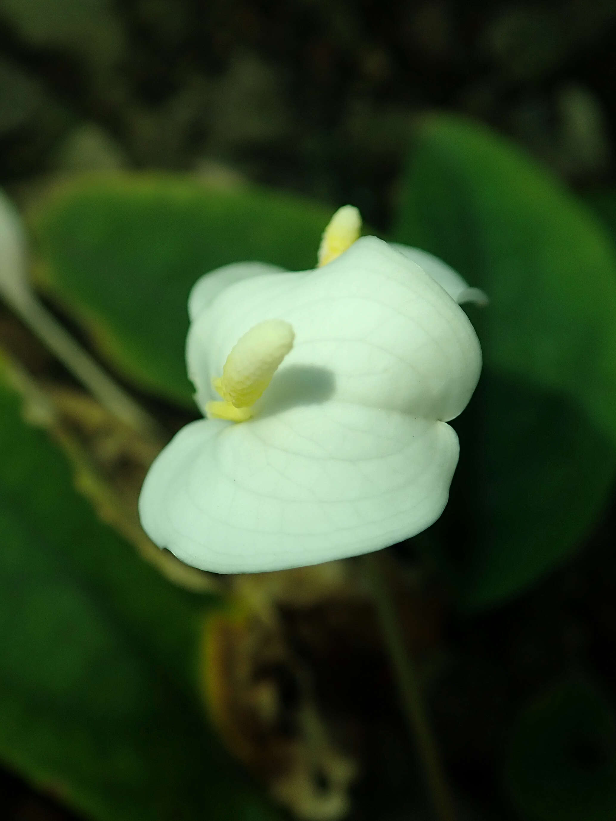 丽白芋属的圖片