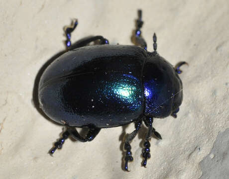 Image of Chrysolina coerulans