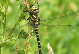 Image of golden-ringed dragonfly