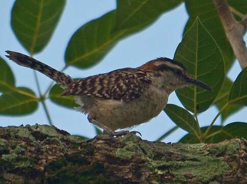 Image of Veracruz Wren