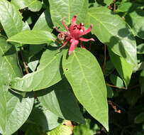 Image of western sweetshrub