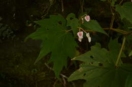 Image of Begonia palmata D. Don