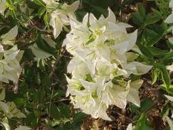 Слика од Bougainvillea