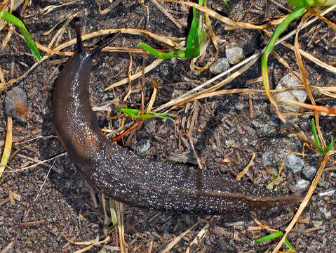 Image de Limax luctuosus