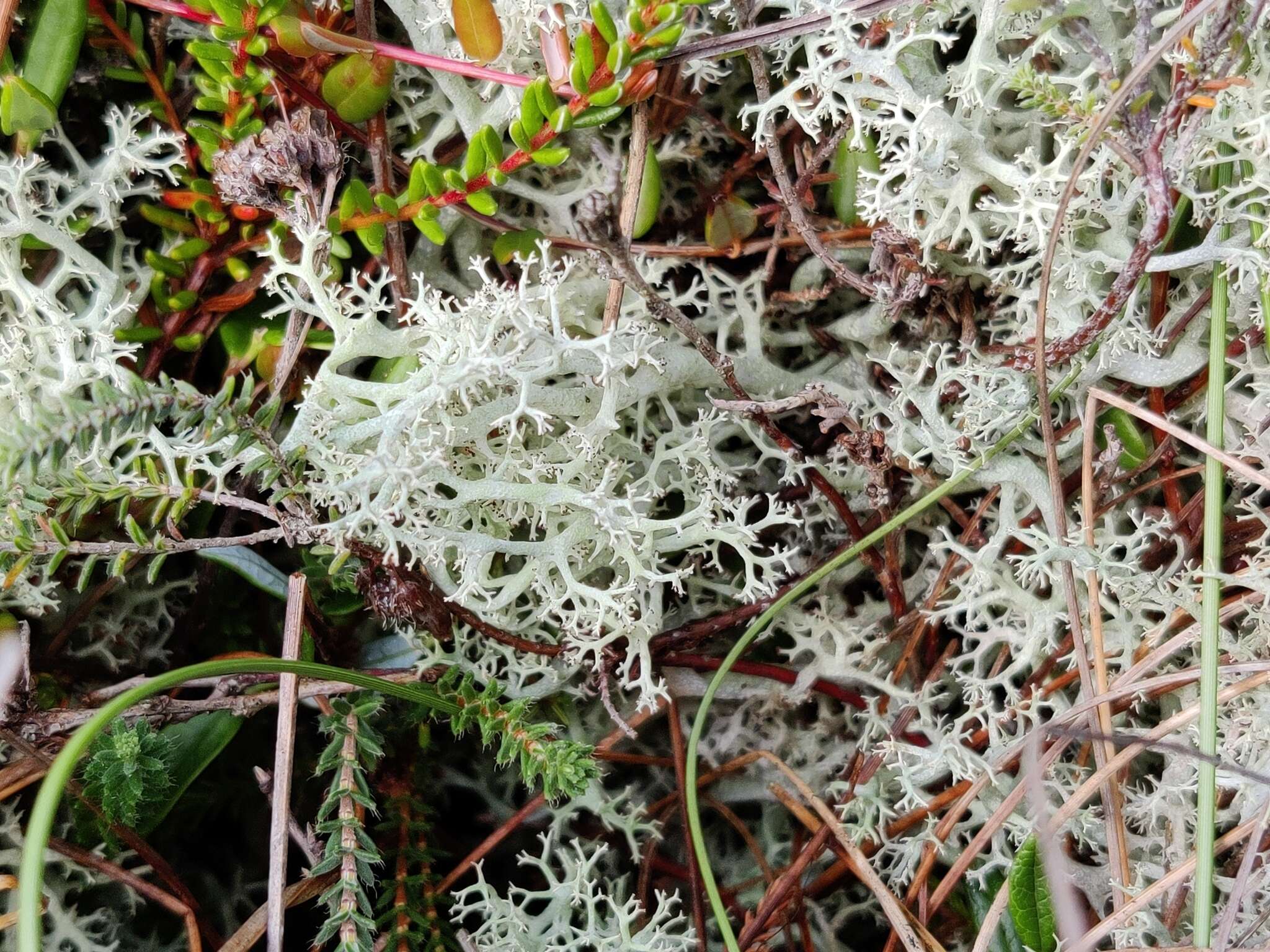 Image of Reindeer lichen