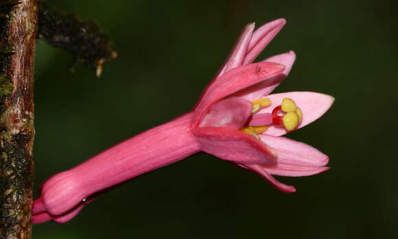 Image of Passiflora amoena L. K. Escobar