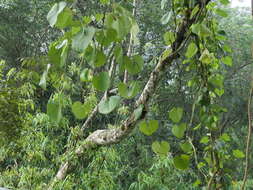 Image de Aristolochia ringens Vahl