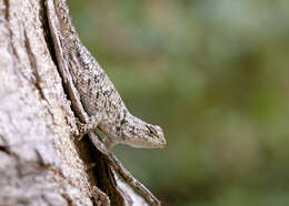 Image of Green Spiny Lizard