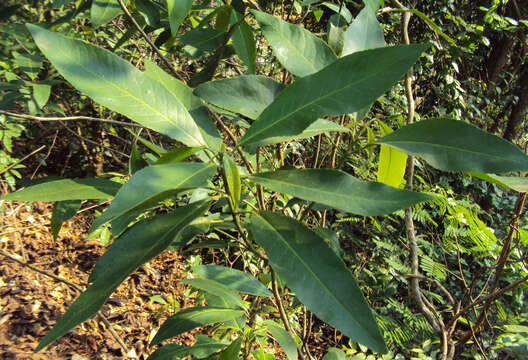 Croton persimilis Müll. Arg.的圖片