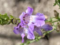 Image of Wollemi Mint-bush