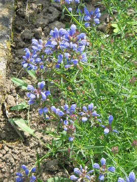 Image of Dracocephalum ruyschiana L.