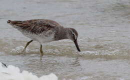 Image of Short-billed Dowitcher