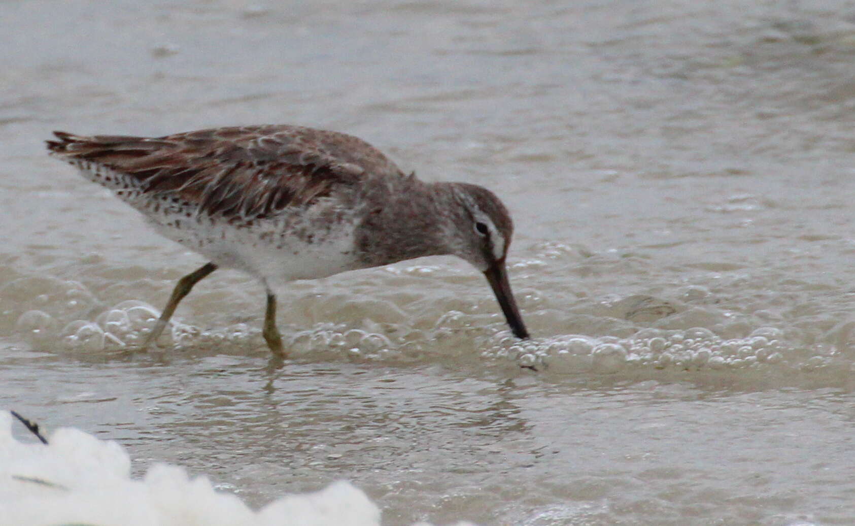 Image of Short-billed Dowitcher