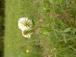 Imagem de Trifolium montanum L.