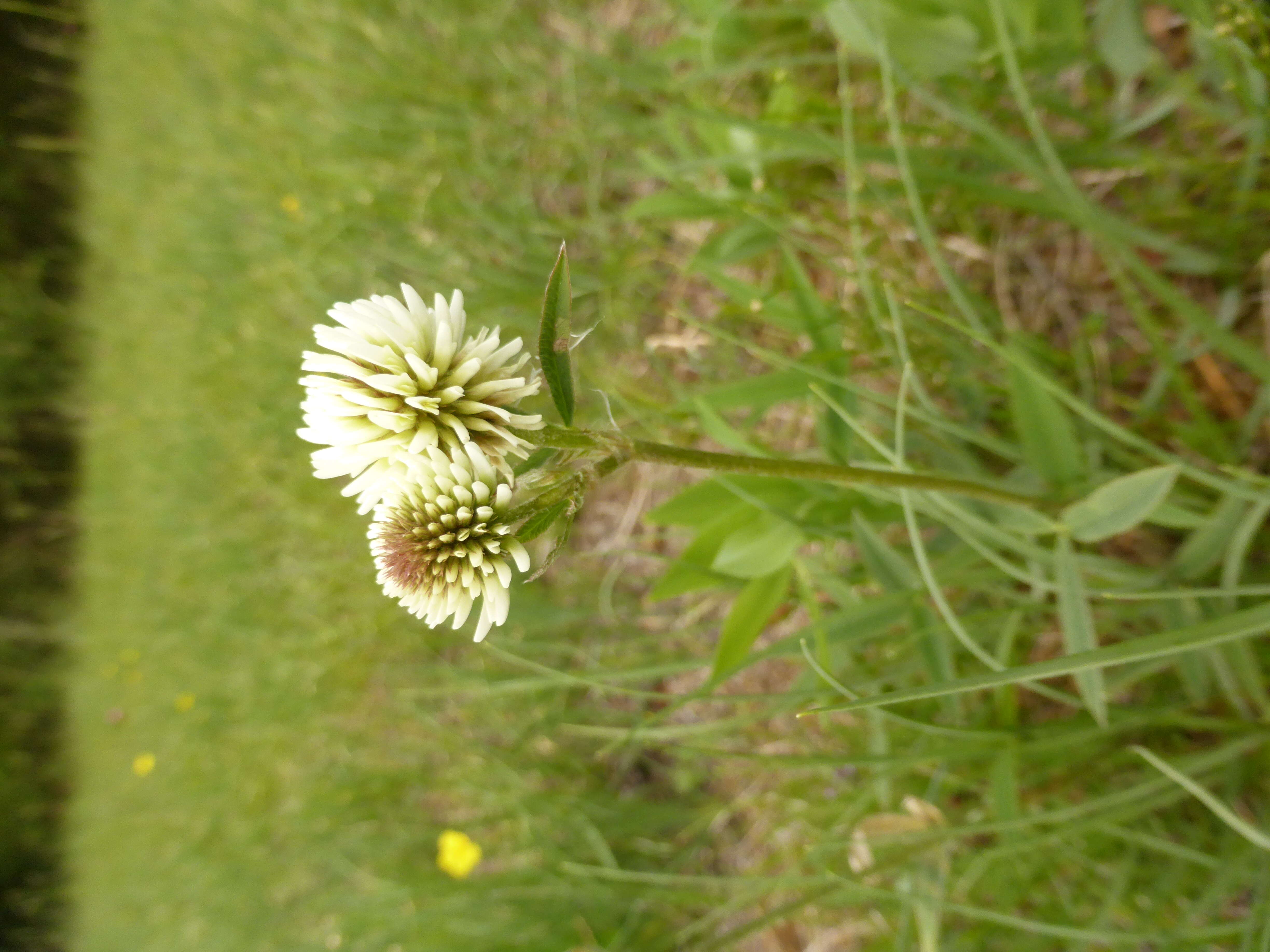 Imagem de Trifolium montanum L.