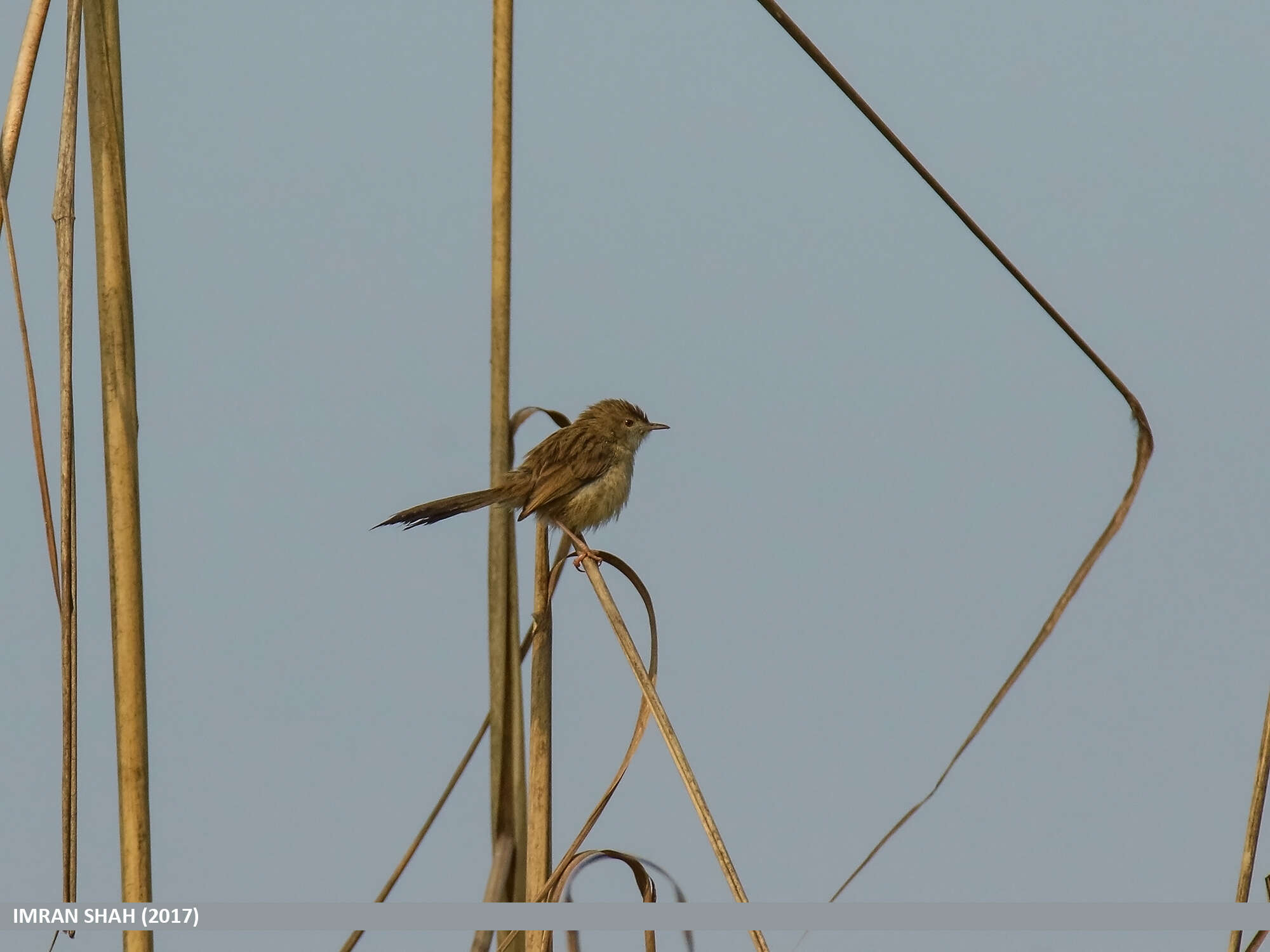 Слика од Prinia gracilis (Lichtenstein & Mhk 1823)