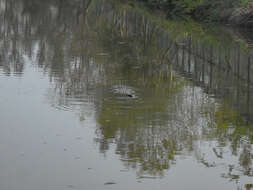 Image of Estuarine Crocodile