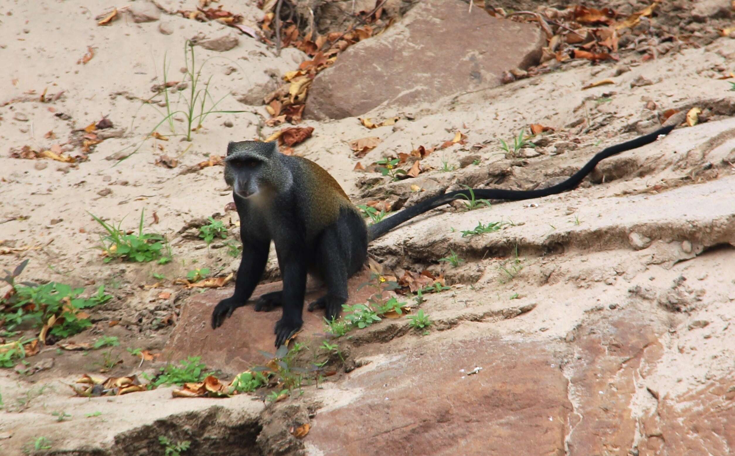 Image of blue monkey