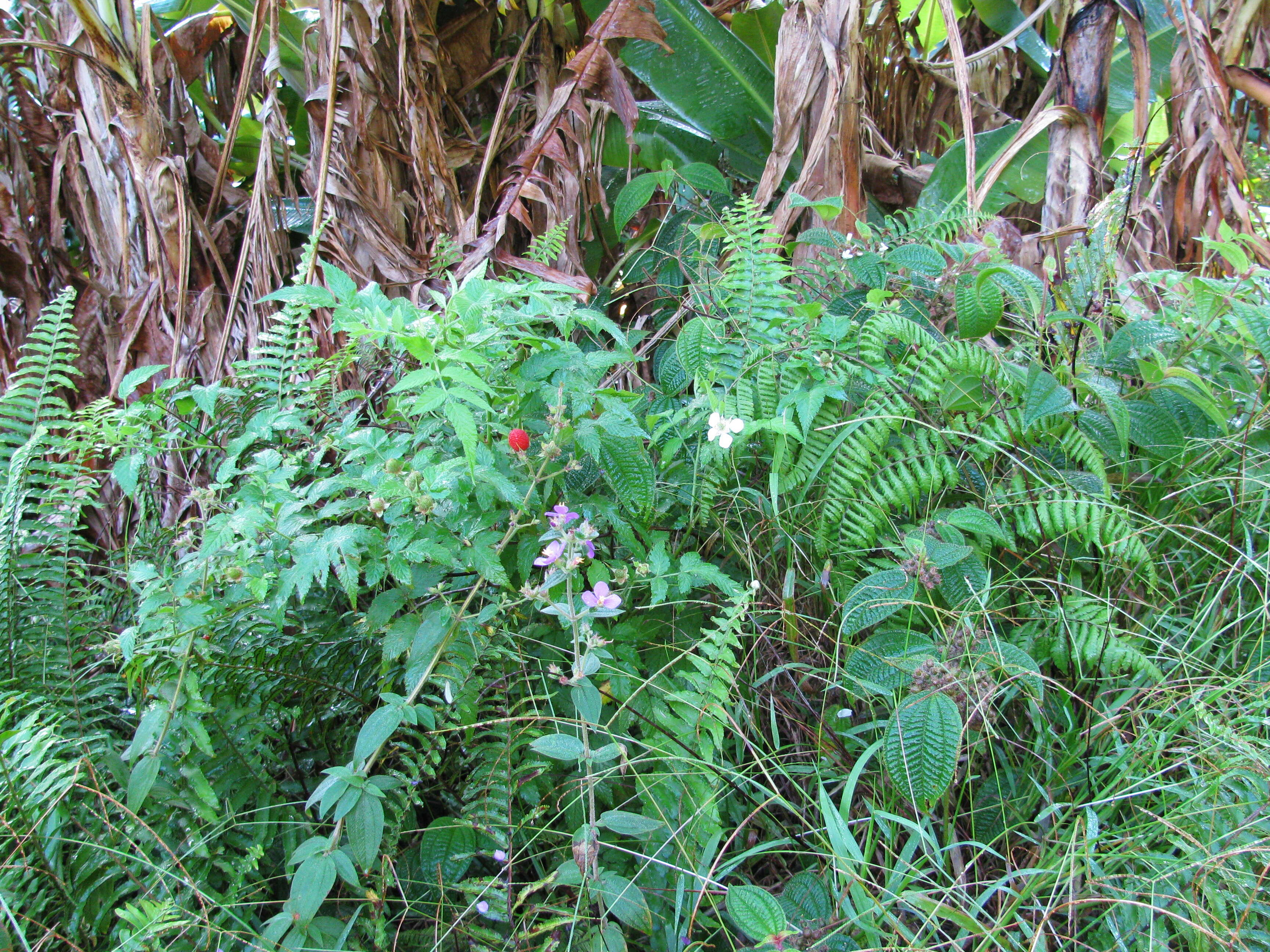 Image of West Indian raspberry