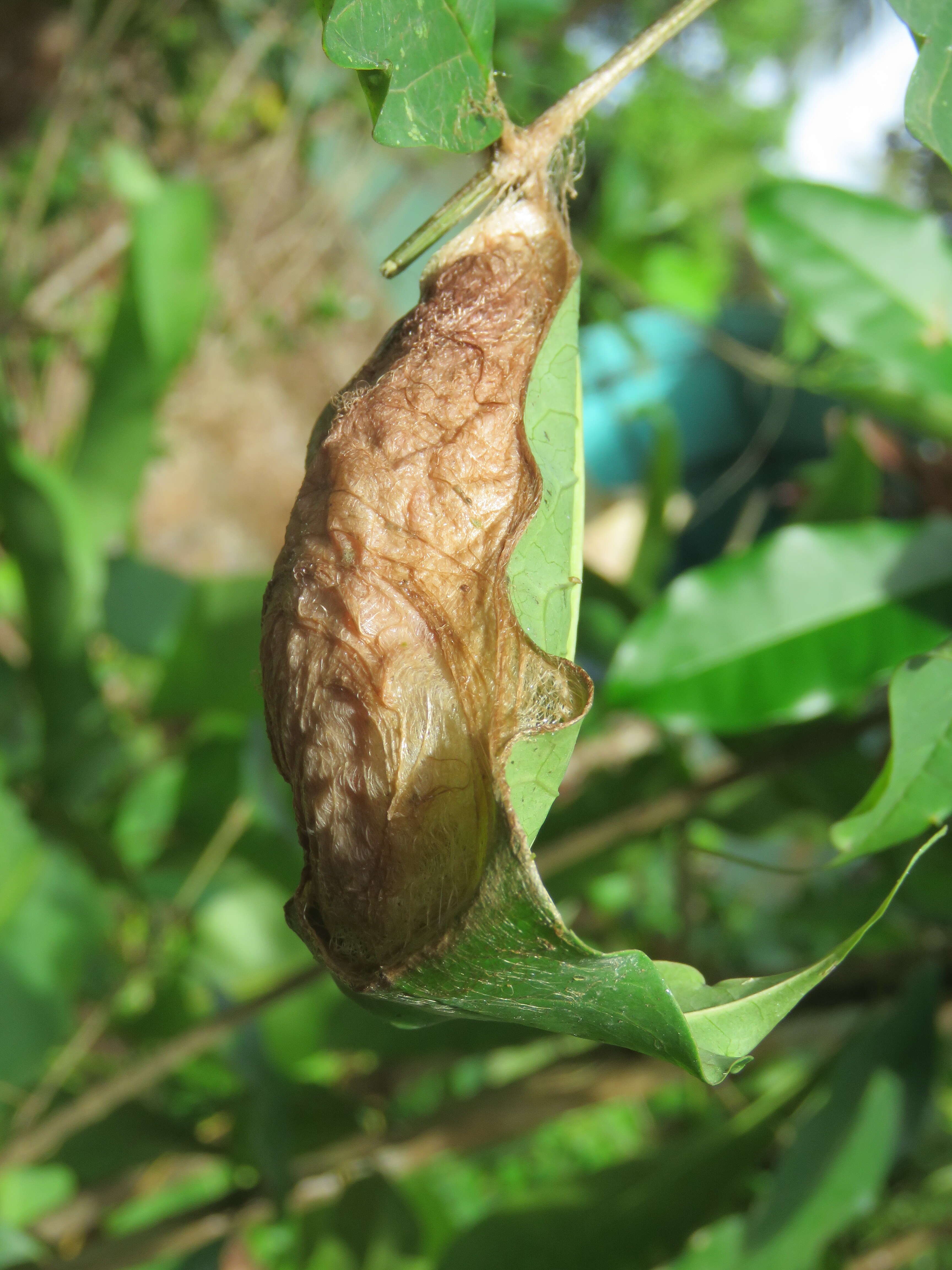 Image of Zanthoxylum rhetsa (Roxb.) DC.