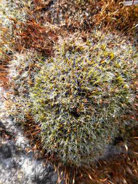 Image of pulvinate dry rock moss