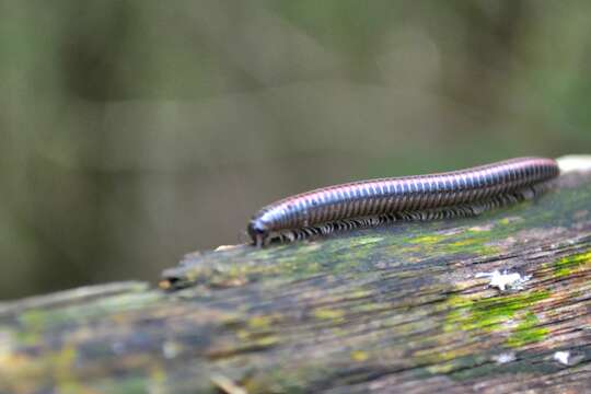 Image of Striped Millipede