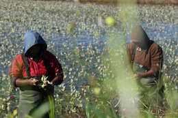 Image of Cape pondweed