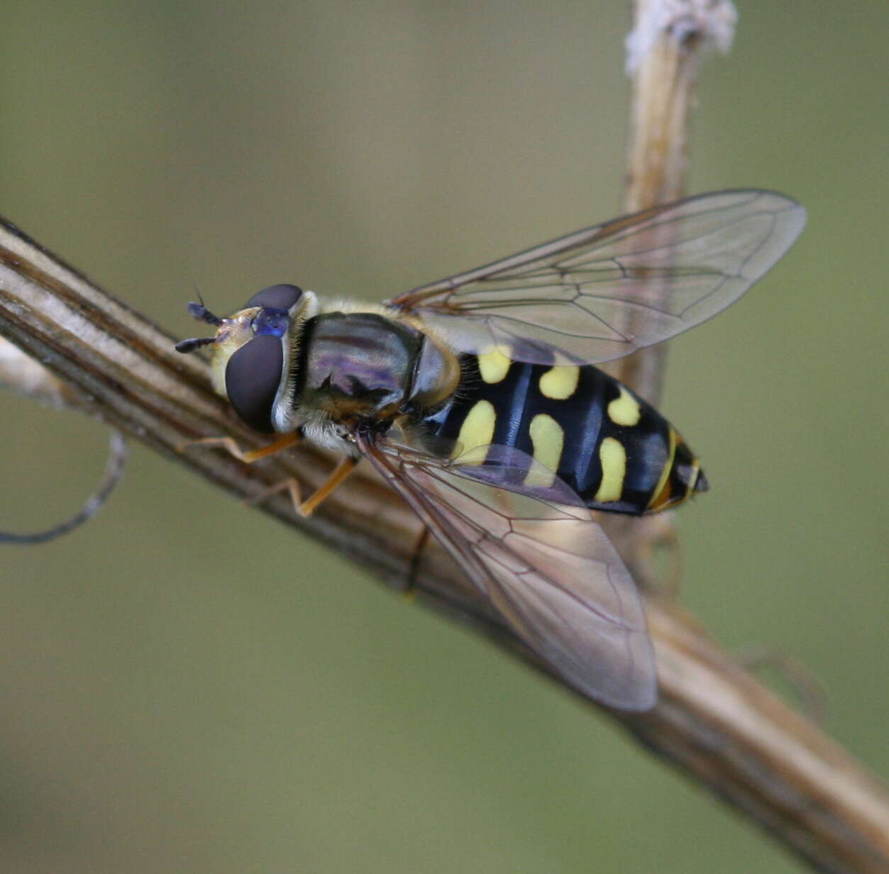 Image of Eupeodes luniger (Meigen 1822)