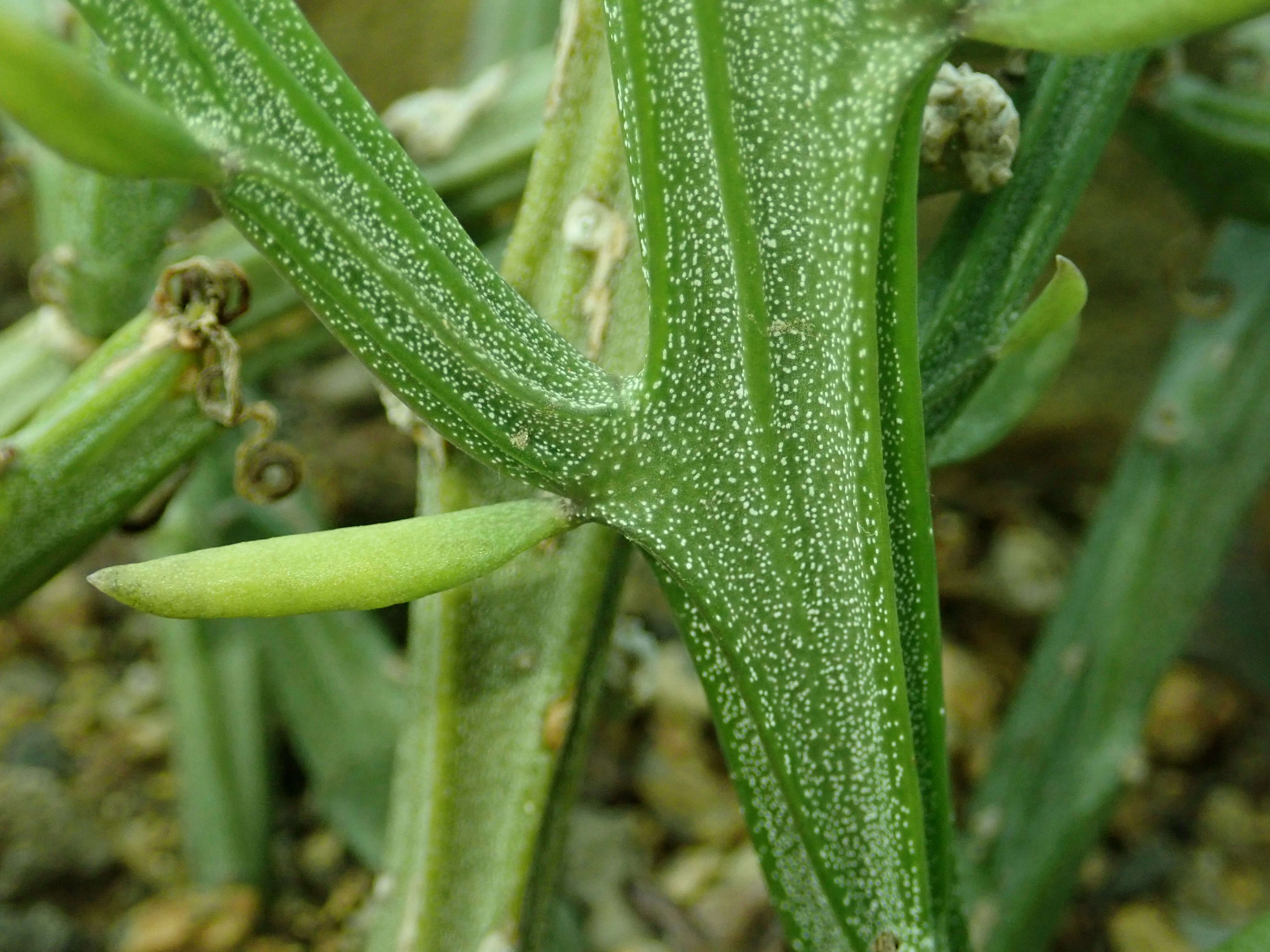 Image of Kleinia madagascariensis (Humbert) P. Halliday