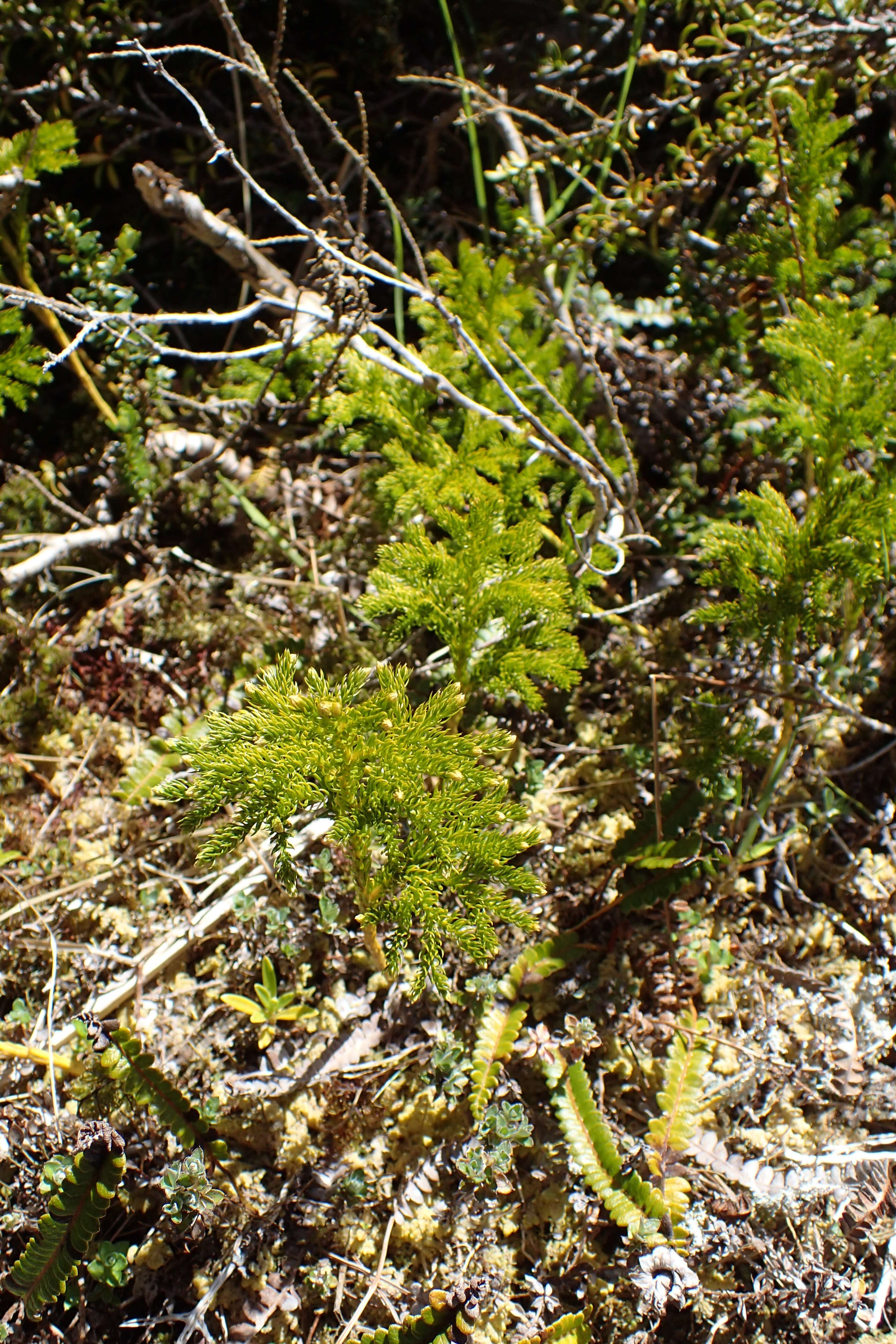 Image of Austrolycopodium fastigiatum (R. Br.) Holub