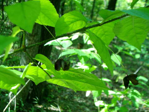 Image of Euonymus verrucosus Scop.