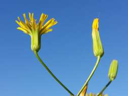 Image of smallflower hawksbeard