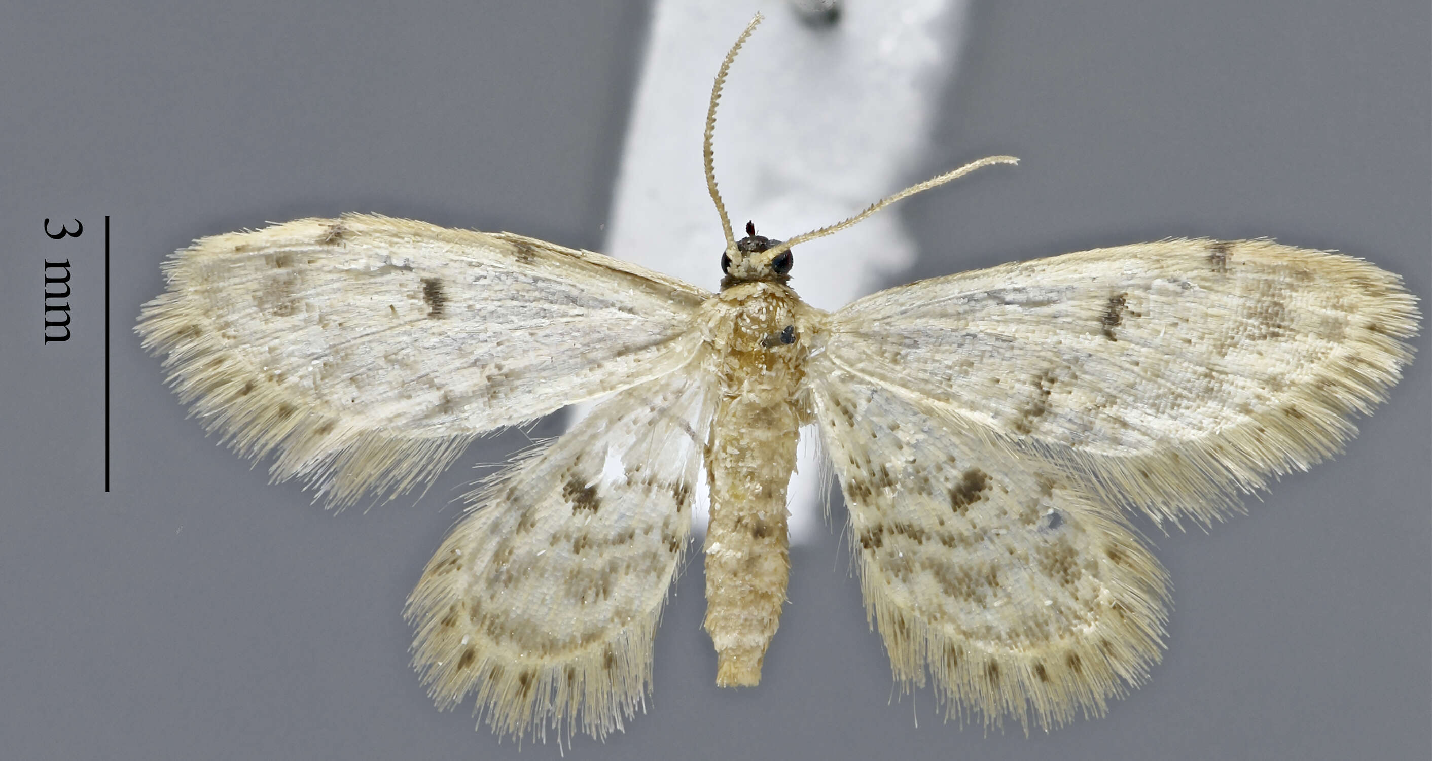 Image of Fortunate Idaea