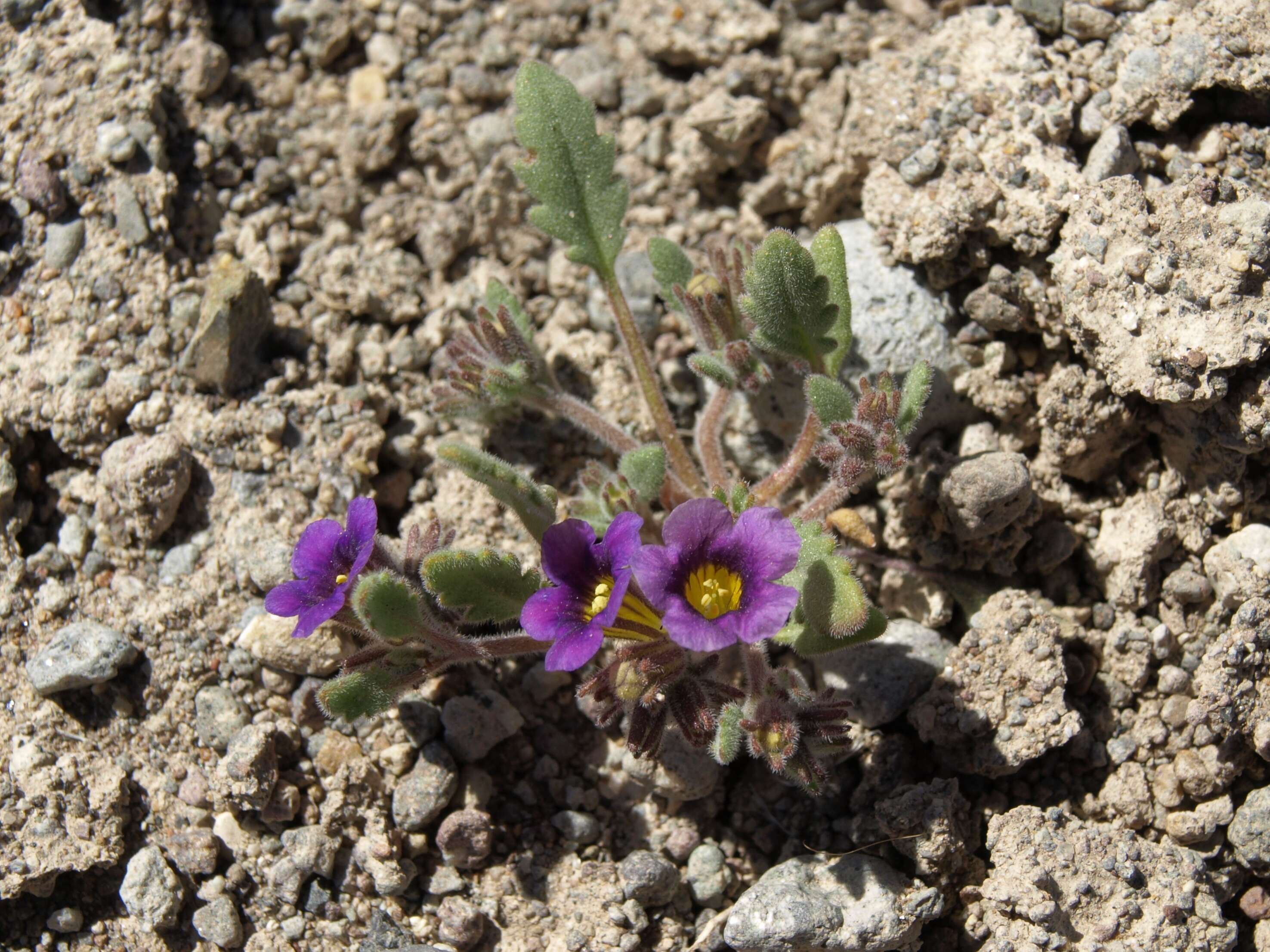 Image of nakedstem phacelia