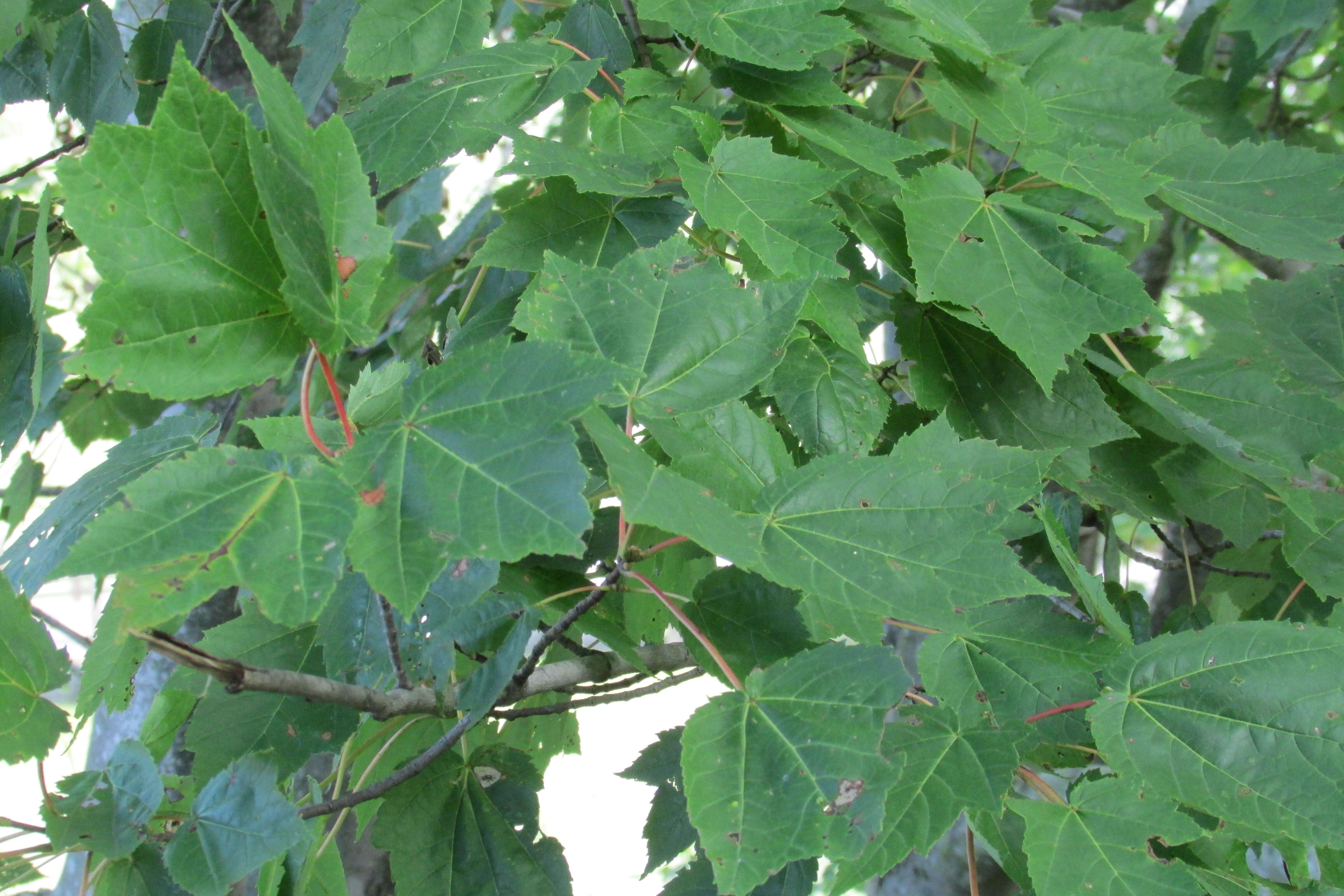 Image of Black Maple