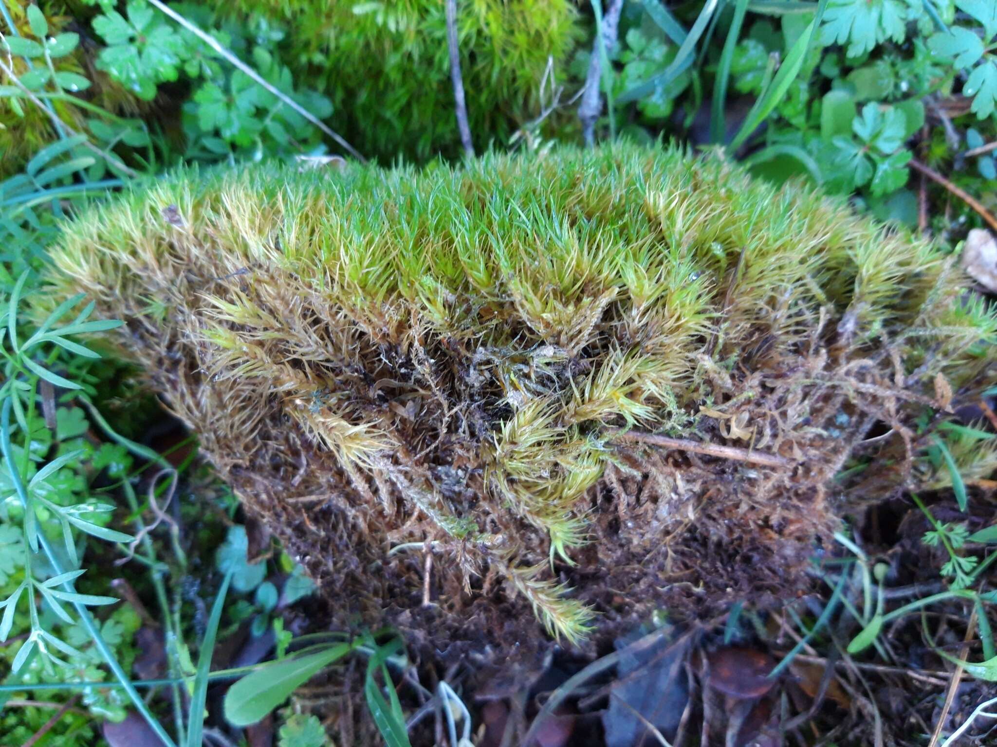 Image of Broom Moss