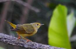 Image of Mangrove Warbler